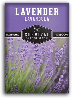 Survival Garden Seeds Lavender Seeds for Planting