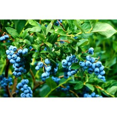 CZ Grain Blueberry Bush Seeds