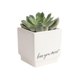Costa Farms Mini Succulent Plant