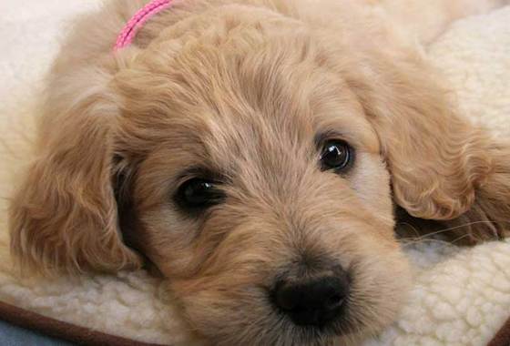 Best Cooling Pads for Dogs