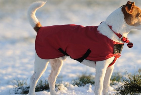 Best Dog Anxiety Jackets