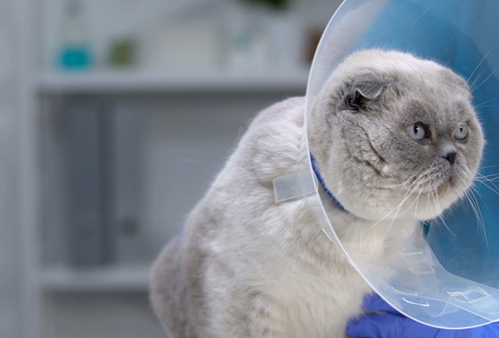 Best Recovery Cones for Cats
