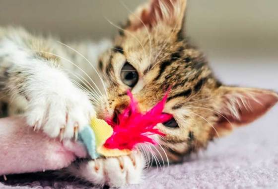 Best Plush Cat Toys