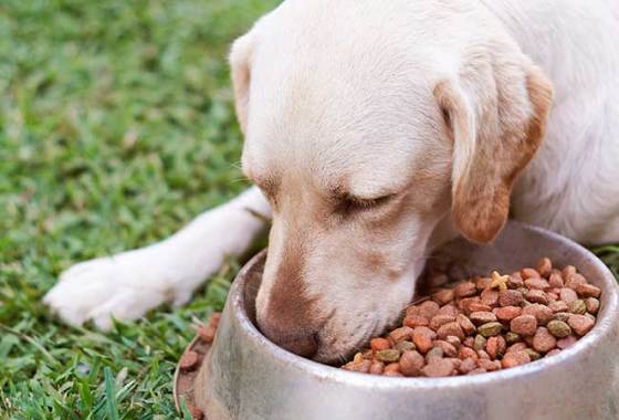 Best Purina Pro Plan Dog Food