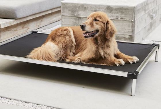 Best Elevated Pet Beds