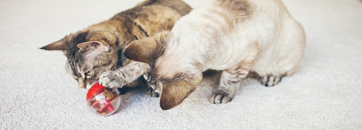 A new and innovative cat interactive feeder