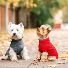 Cold weather tips for pet owners