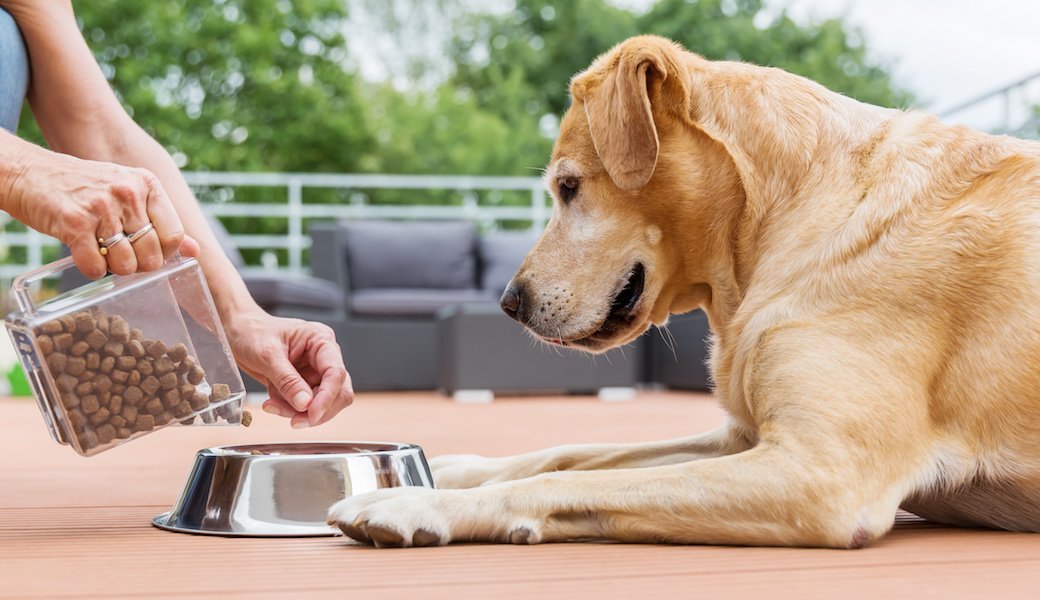 5 Best Dog Probiotics Sept. 2024 BestReviews