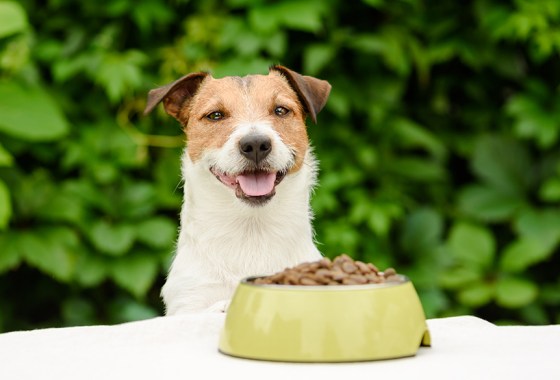 Best NutriSource dog food