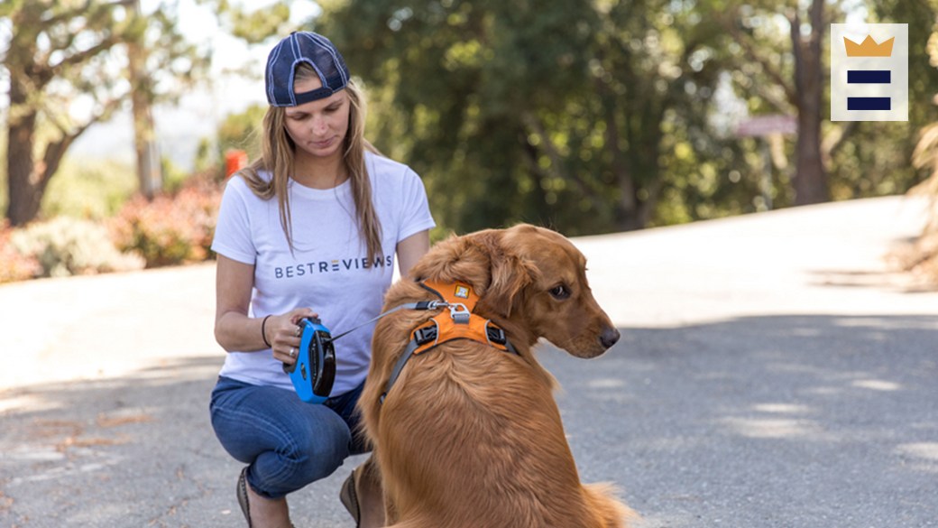 Best Kong dog harness