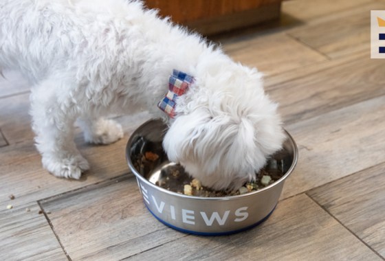 Best puppy formula