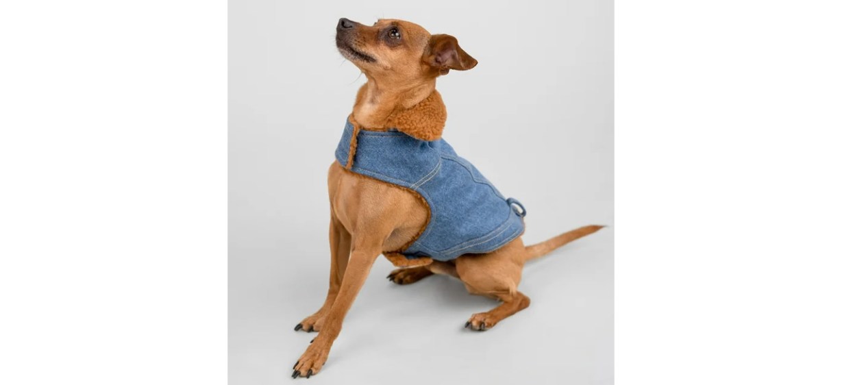 Dog wearing Denim Gap Pet Jacket, Blue
