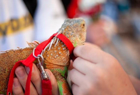 Best bearded dragon leash
