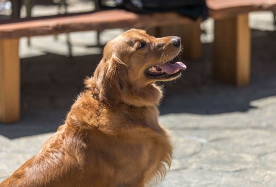 Best gold dog collar