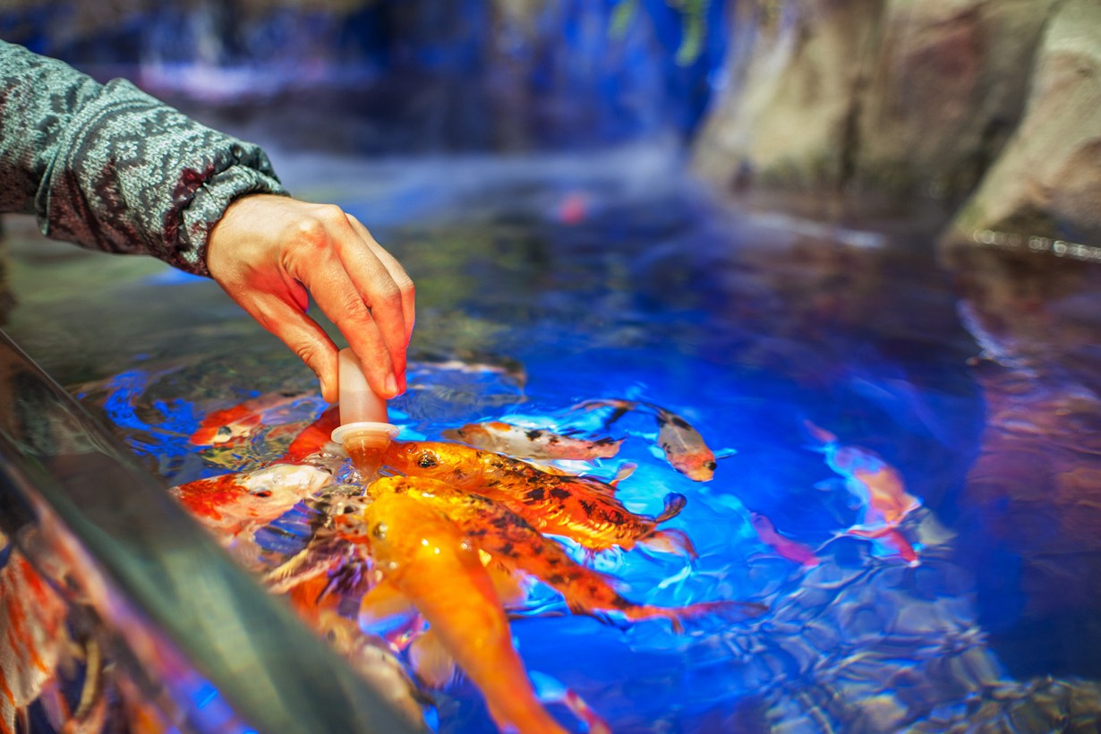 a hand feeding the fishes