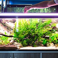 a hand feeding the fishes